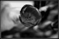 FLOWER_BLUR_FINAL