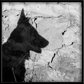 shadow_of_a_dog_final